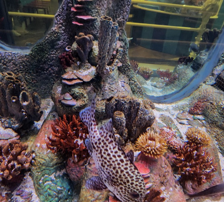 aquarium-at-the-boardwalk-photo